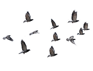 Fototapeta flying birds formation of pigeons many  isolated for backgound obraz