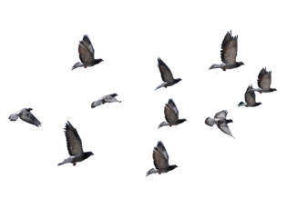 flying birds formation of pigeons many  isolated for backgound