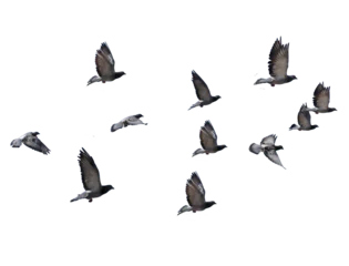 Tuinposter flying birds formation of pigeons many  isolated for backgound © sea and sun
