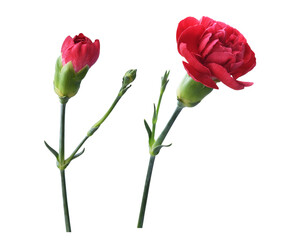Set of red carnation flowers with green buds isolated on white or transparent background