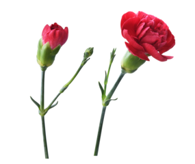 Set of red carnation flowers with green buds isolated on white or transparent background