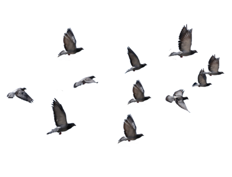 flying birds formation of pigeons many  isolated for backgound