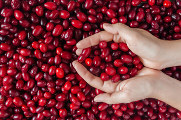 A woman's hands hold a ripe red dogwood berry lying on a table against a background of many berries