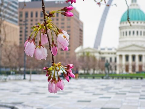 Trees flower in early spring in downtown St. Louis, MO.