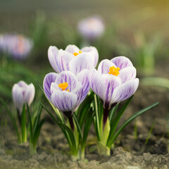 Bunch of light blue crocuses blooming in the field