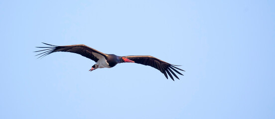 Black stork ciconia flies across the blue sky to hunt.