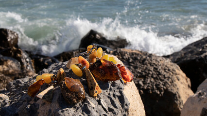 Baltic amber jewelry on a stone  against the backdrop of sea waves.  Multicolored amber necklaces.
