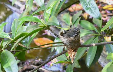 young  malaysian pied fantail birds in a nest . two baby birds in a nest . bird's nest	