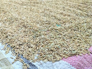 dried paddy seed