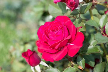 red rose in garden