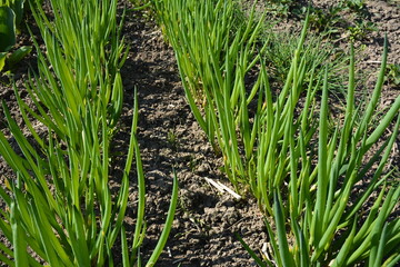 Allium fistulosum is a perennial plant of the daffodil family.