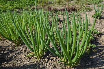 Obraz premium Allium fistulosum is a perennial plant of the daffodil family.