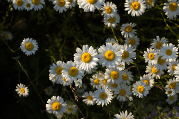 Chamomile is an odorless, very common herbaceous weed