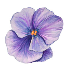 Naklejka premium pansy flower watercolor illustration