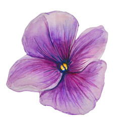 pansies purple watercolor illustration