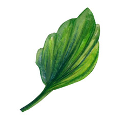 leaf pansy flower watercolor illustration