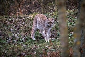 Naklejka na ściany i meble Beautiful shot of a wild lynx in a forest in Bad Mergentheim, Germany