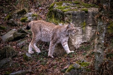 Obraz na płótnie Canvas Beautiful shot of a wild lynx in a forest in Bad Mergentheim, Germany