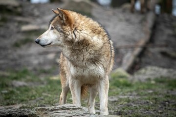 Obraz premium Beautiful shot of a wild fluffy wolf in a wild park in Bad Mergentheim, Germany