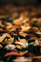 Beautiful background of colorful fallen leaves on the ground
