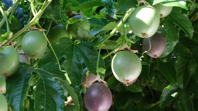 Some passion fruit ripe on the tree.