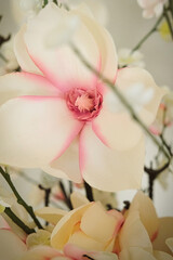 White and Pink Color Flower