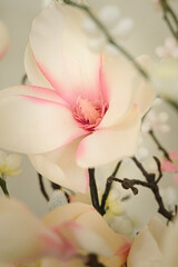 White and Pink Color Flower