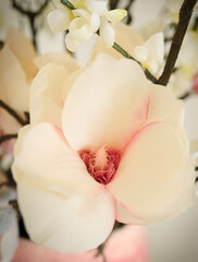 White and Pink Color Flower