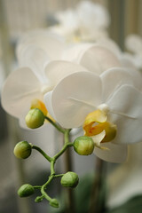 White and Pink Color Flower