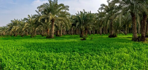 Fototapeta na wymiar Palm trees in a green landscape