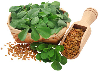 Fenugreek seeds with green leaves - 584371362