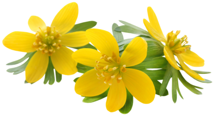 Eranthis hyemalis