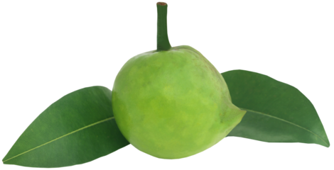 Garcinia tinctoria or edible Daophal of Bangladesh