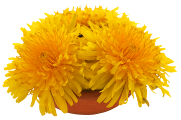 Medicinal dandelion