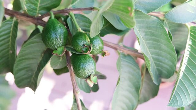 Ripe guava on a tree branch with green leaves