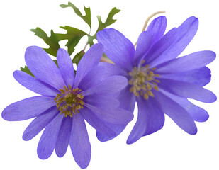 Anemone Blanda