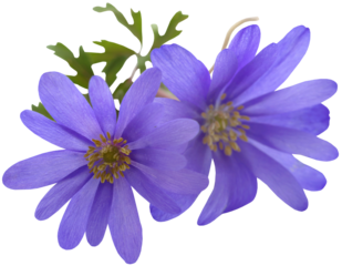 Anemone Blanda