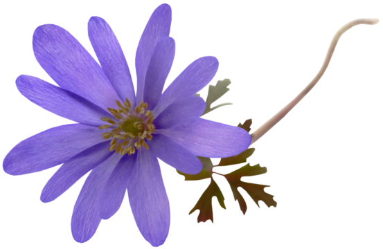 Anemone Blanda