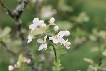 Spring banner, branches of blossoming cherry against background of blue sky on nature outdoors. Dreamy romantic image spring, landscape panorama, copy space.