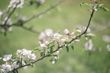 Spring banner, branches of blossoming cherry against background of blue sky on nature outdoors. Dreamy romantic image spring, landscape panorama, copy space.