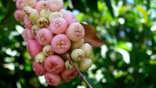 Wax apple, Syzygium Samarangense, java apple, Semarang rose apple, wax jambu.