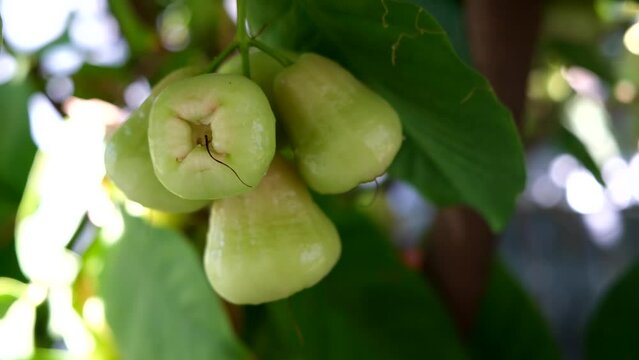 Wax apple, Syzygium Samarangense, java apple, Semarang rose apple, wax jambu.