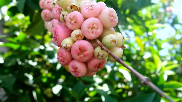 Wax apple, Syzygium Samarangense, java apple, Semarang rose apple, wax jambu.