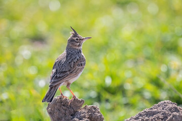 The crested lark or Galerida cristata common small grey brown bird on the green sunny background.