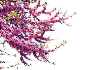 redbuds trees with pink  flowers in easter spring season in ioannina city, greece