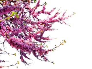 redbuds trees with pink  flowers in easter spring season in ioannina city, greece