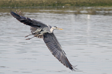 Heron in flight over Douro river