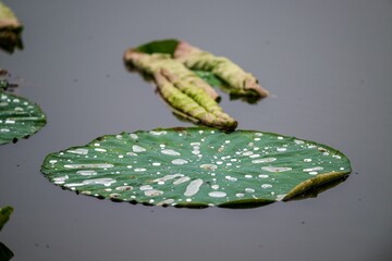 Group of green lily pads in the lake