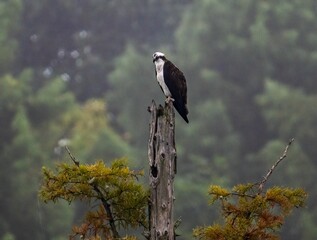 Shallow focus shot of an Osprey perched on the tree branch on a foggy day