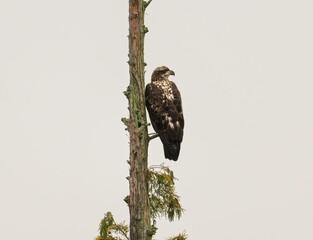 Shallow focus shot of a wild bird perched on the tree branch on a foggy day